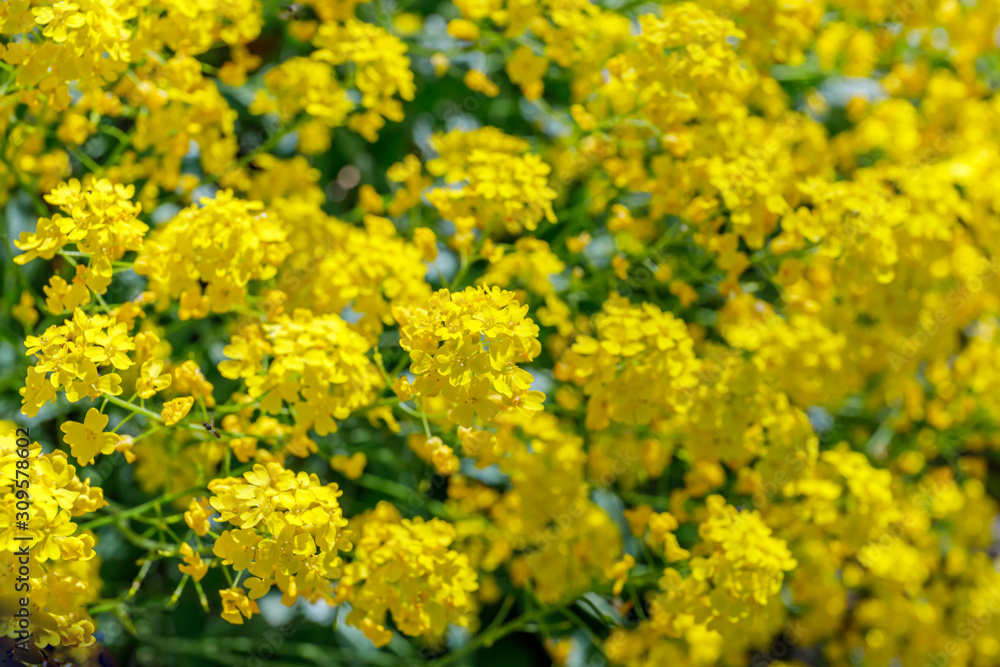 Aurinia saxatilis in spring time. Basket of Gold flowers, close up. Yellow golden-tuft madwort or rock madwort blossom in garden. Aurinia saxatilis in spring time. Basket of Gold flowers, close up. Yellow golden-tuft madwort or rock madwort blossom in garden.