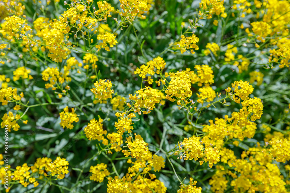 Aurinia saxatilis in spring time. Basket of Gold flowers, close up. Yellow golden-tuft madwort or rock madwort blossom in garden. Aurinia saxatilis in spring time. Basket of Gold flowers, close up. Yellow golden-tuft madwort or rock madwort blossom in garden.