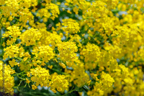 Aurinia saxatilis in spring time. Basket of Gold flowers, close up.  Yellow golden-tuft madwort or rock madwort blossom in garden.
