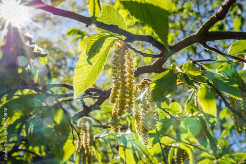 Ostrya carpinifolia ( European hop hornbeam ) Natural twig with green leaves and Spring catkins,  close up. Spring nature sunny background with bokeh light. Flowering Hop Hornbeam tree, close up photo