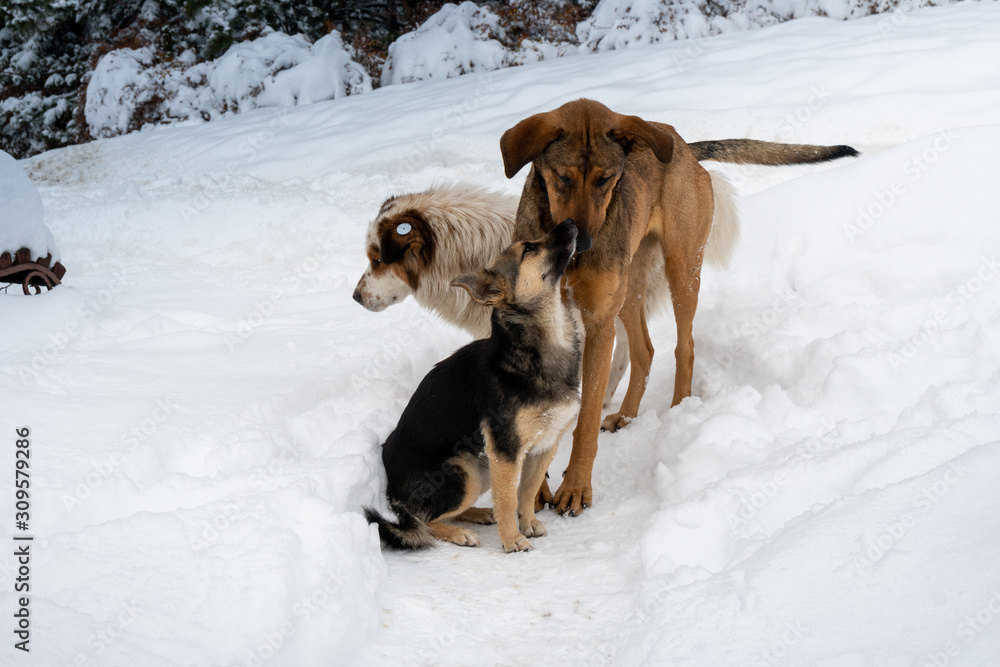 three dogs in the snow
