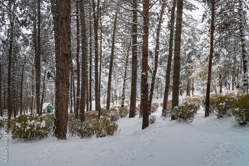 Wallpaper Mural in Kislovodsk park in winter Torontodigital.ca