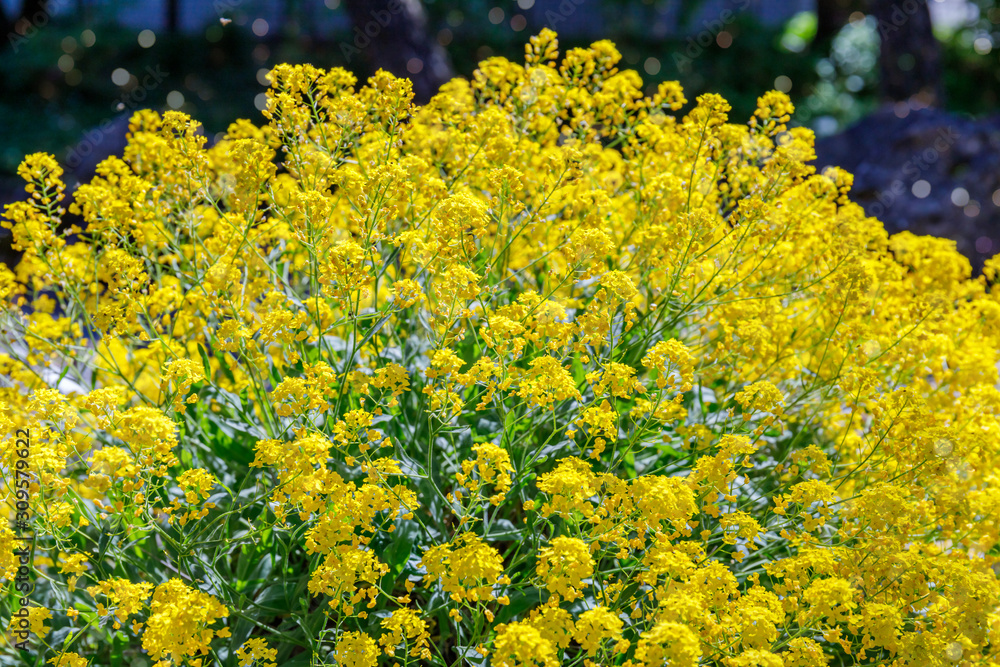 Obraz premium Aurinia saxatilis in spring time. Basket of Gold flowers, close up. Yellow golden-tuft madwort or rock madwort blossom in garden.