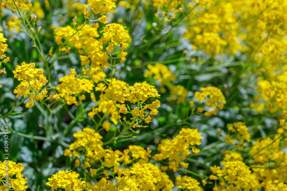 Aurinia saxatilis in spring time. Basket of Gold flowers, close up.  Yellow golden-tuft madwort or rock madwort blossom in garden.