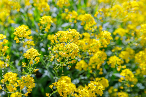 Aurinia saxatilis in spring time. Basket of Gold flowers, close up. Yellow golden-tuft madwort or rock madwort blossom in garden.