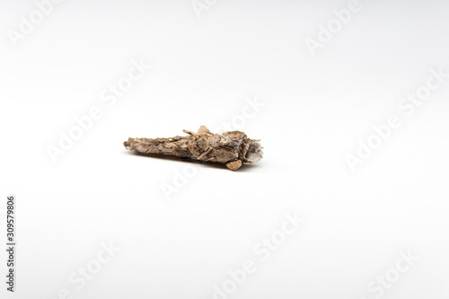 Wallpaper Mural Cocoon bagworm isolated on white background. Horizontal shot. Torontodigital.ca