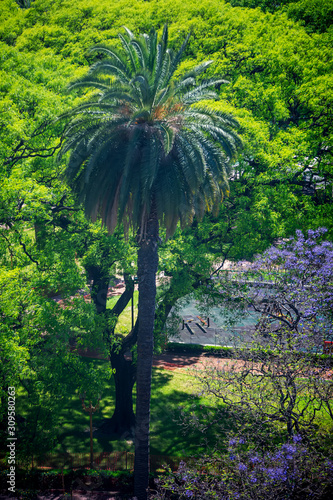 Trees view from a window in Buenos Aires