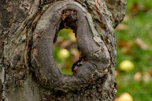 Ccloseup of a hole in a tree trunk with a green background photo