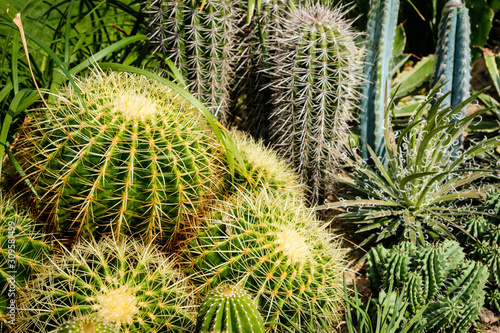 Cactus plant closeup in cacti garden -