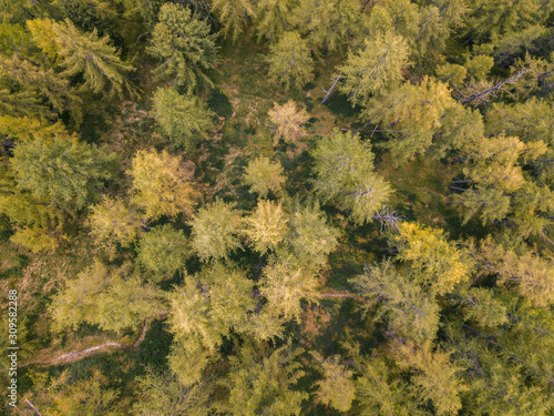 Aerial view larch forest 
