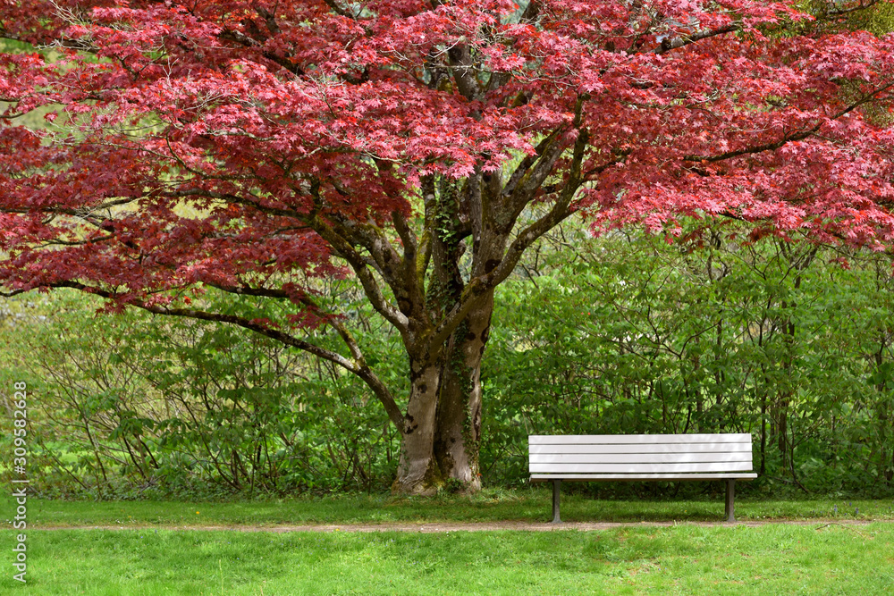 Beautiful Japanese red maple tree in a public park and white bench in the European city of Baden Baden.