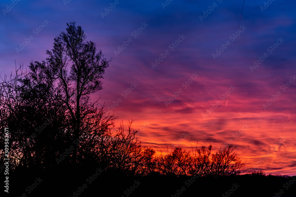 Fototapeta premium A dramatic sunset over silhouetted trees with blue, gold, and red clouds.
