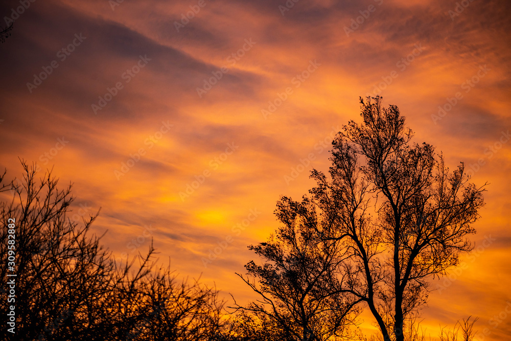 A dramatic sunset over silhouetted trees with orange, gold, and red clouds. A dramatic sunset over silhouetted trees with orange, gold, and red clouds.