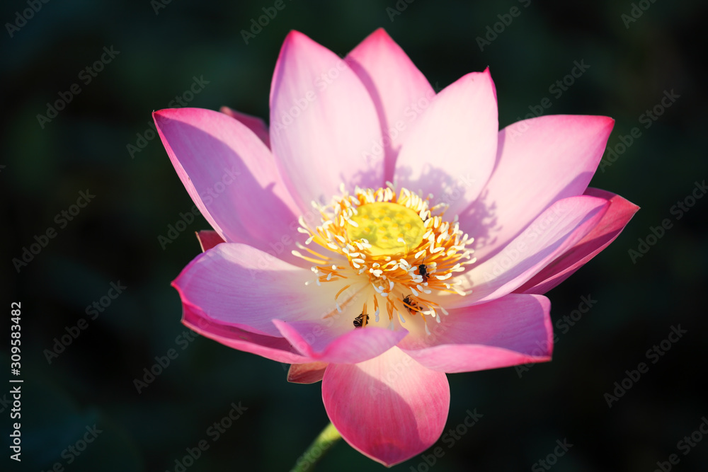 close up of beautiful lotus flower close up of beautiful lotus flower