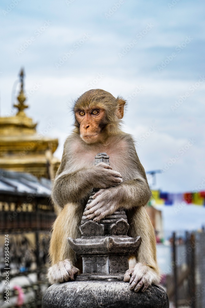 Monkeys at Swayambhunath, Nepal
