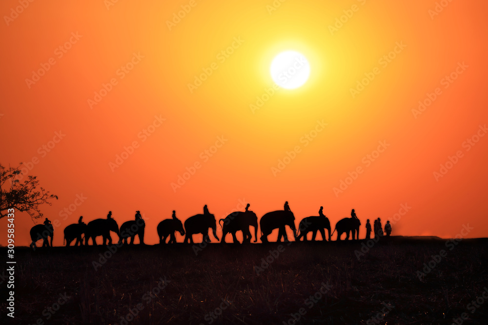 Silhouette elephants caravan of elephant family in surin thailand.
