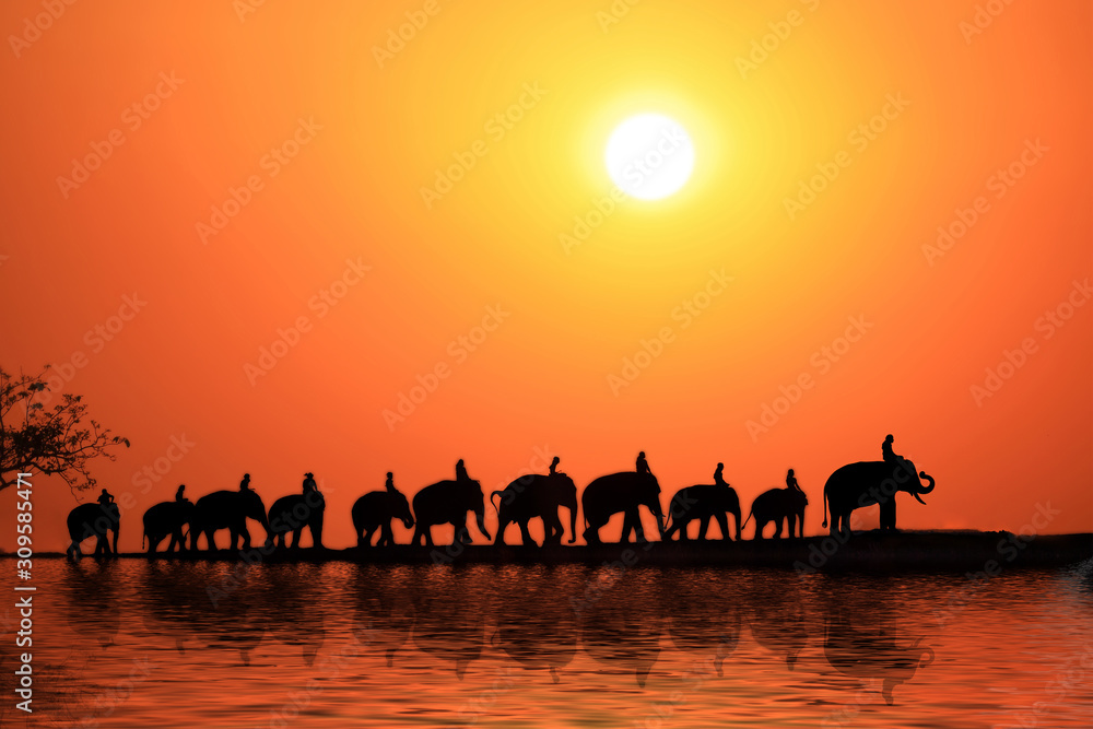 Silhouette elephants caravan of elephant family in surin thailand. Silhouette elephants caravan of elephant family in surin thailand.