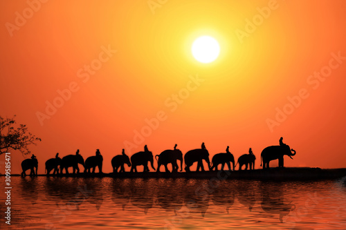 Silhouette elephants caravan of elephant family in surin thailand.