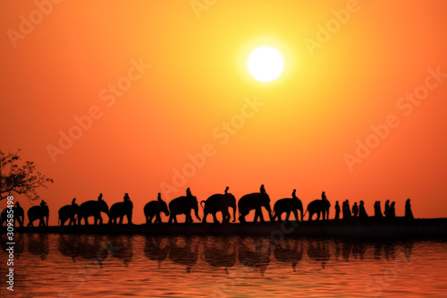 Silhouette elephants caravan of elephant family in surin thailand.