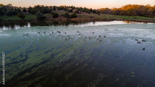 Ducks and geese sitting in a countryside pond at sunset in Nebraska