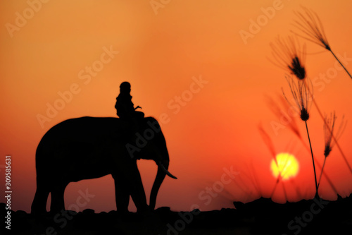Silhouette Elephant and mahout with sunrise sky in surin thailand.