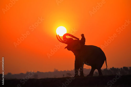 Silhouette Elephant and mahout with sunrise sky in surin thailand