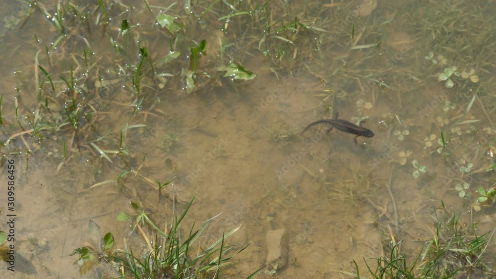 Biologist hand releasing an alpine newt (Ichthyosaura alpestris) in the water Biologist hand releasing an alpine newt (Ichthyosaura alpestris) in the water