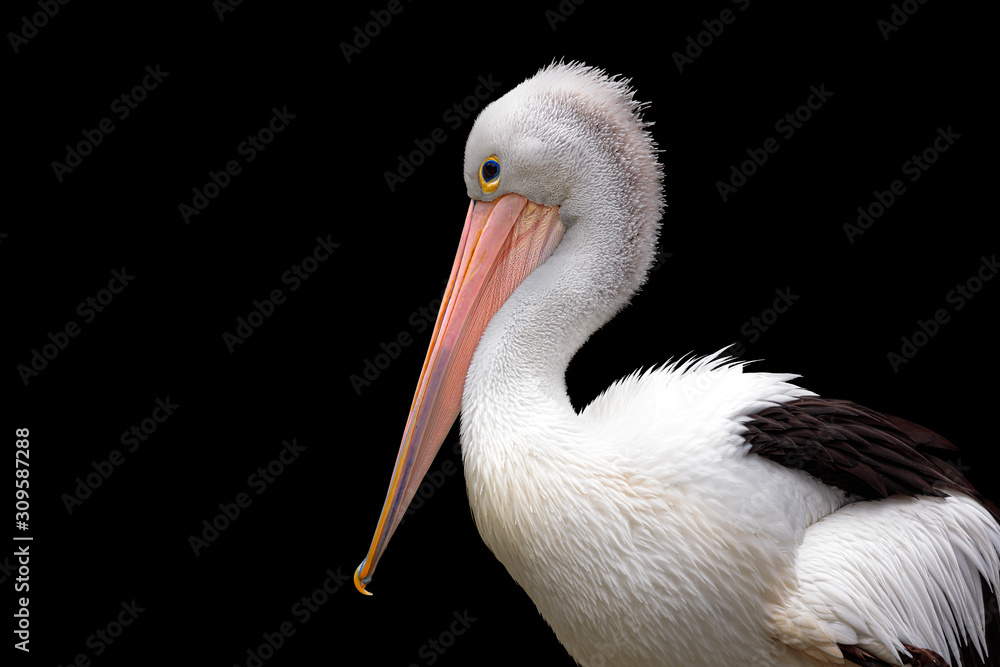 A pelican side profile against a dark background. A pelican side profile against a dark background.