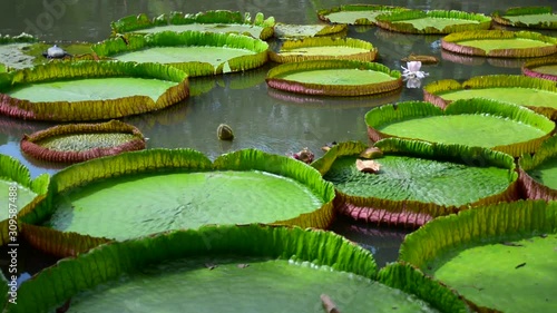Victoria Amazonica Giant Water Lilies