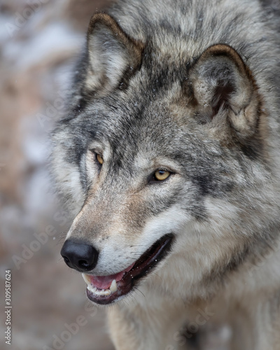 A lone Timber wolf or Grey Wolf Canis lupus portrait in the winter snow in Canada