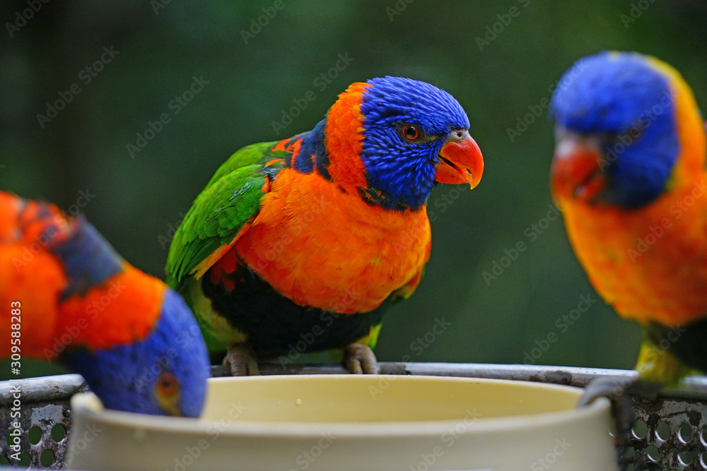 Obraz premium View of two colorful lorikeet birds in Melbourne, Australia