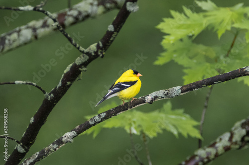 Male American Goldfinch bird on tree branch in forest