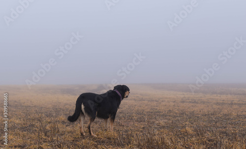 dog in a meadow with mist and fog © TMC