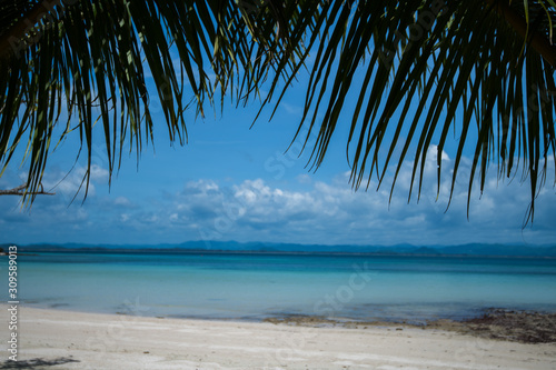 Coconut tree on the beach © skynavin