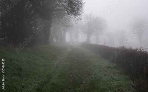 road in a forest with mist and fog