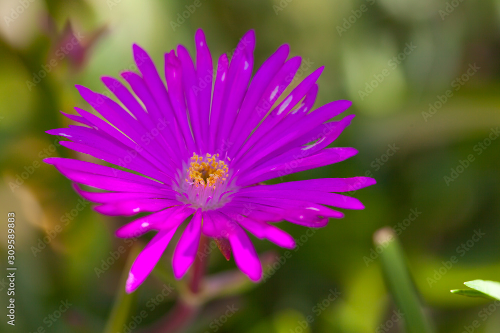 Close up on Purple daisy in California Close up on Purple daisy in California