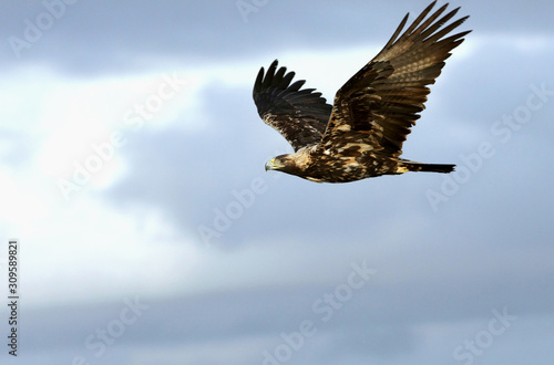 Five Years old female of Spanish Imperial Eagle flying, birds, eagles, raptors, aquila adalberti