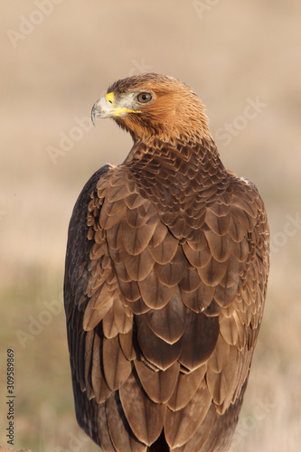 Young female of Bonelli´s Eagle early morning, eagles, birds, raptors, falcons, hawk, Aquila fasciata