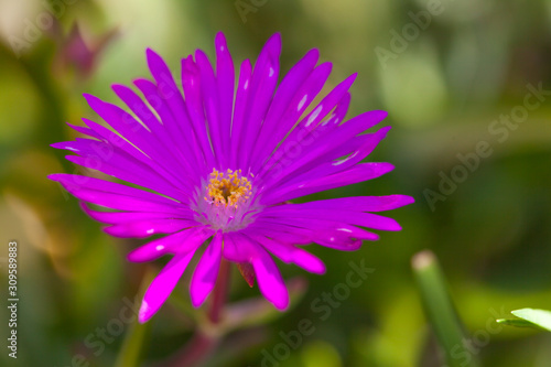 Close up on Purple daisy in California