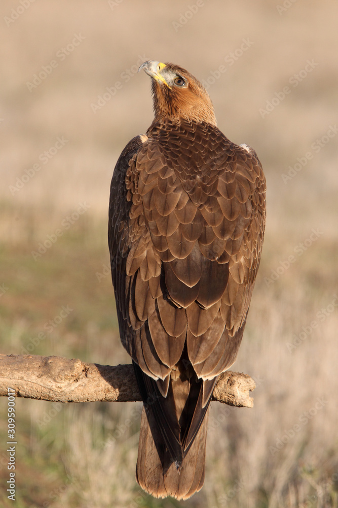 One year old female of Bonelli´s Eagle with the first lights of the morning, Aquila fasciata One year old female of Bonelli´s Eagle with the first lights of the morning, Aquila fasciata