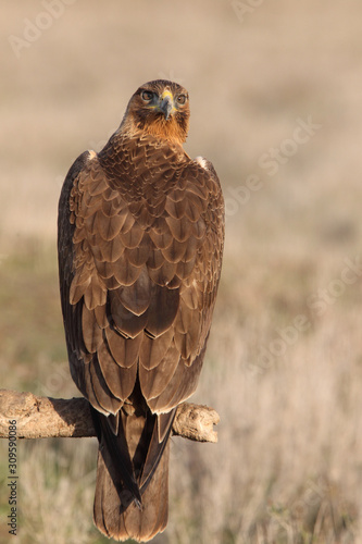 One year old female of Bonelli´s Eagle with the first lights of dawn, Aquila fasciata
