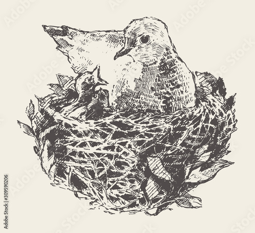Bird in nest with chicks. Hand drawn vector sketch