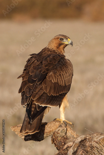 Young female of Bonelli´s Eagle early morning, eagles, birds, raptors, falcons, hawk, Aquila fasciata