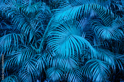 tropical backgound - blue palm tree leaf pattern