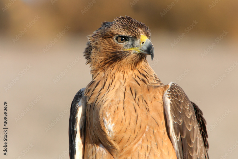 Young female of Bonelli´s Eagle with the first lights of the day, eagle, birds, raptors, Aquila fasciata Young female of Bonelli´s Eagle with the first lights of the day, eagle, birds, raptors, Aquila fasciata