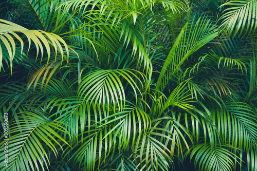 tropical plant backgound - palm tree leaves