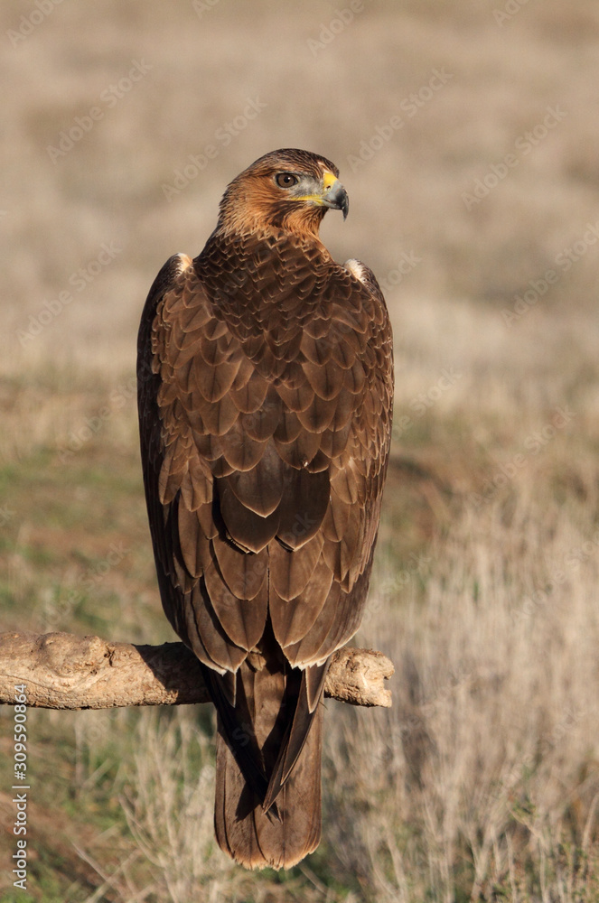 Bonelli´s Eagle photographed with the first lights of the morning, eagles, birds, falcons, Aquila fasciata Bonelli´s Eagle photographed with the first lights of the morning, eagles, birds, falcons, Aquila fasciata
