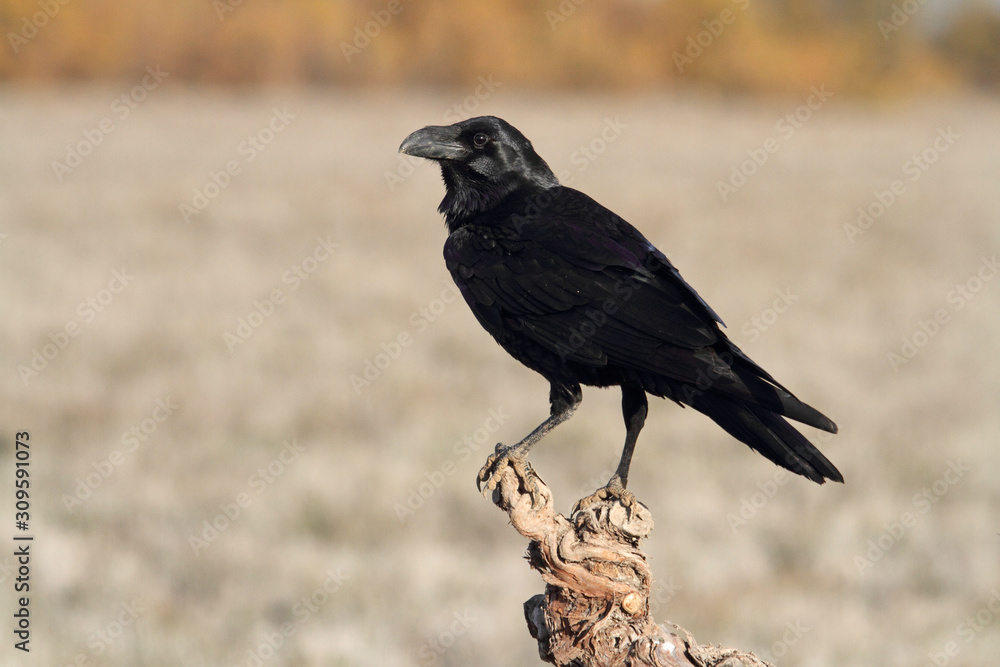Common raven in mating season with the first lights of the morning, Corvus corax Common raven in mating season with the first lights of the morning, Corvus corax