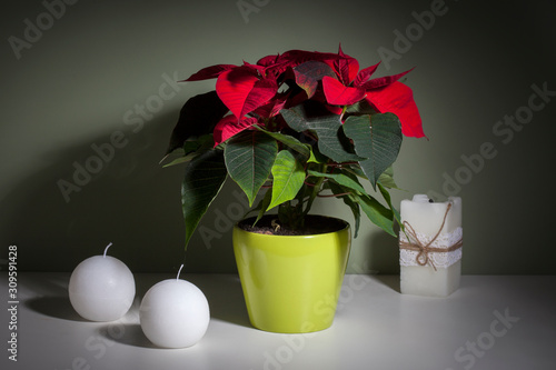 Christmas poinsettia and candles and tree