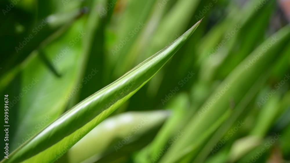 Cinematic palm leafs at sunlight closeup Cinematic palm leafs at sunlight closeup